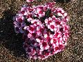 Corona Cherry Magic Dianthus / Dianthus 